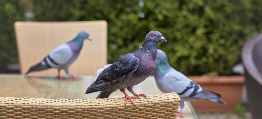 מוצרי הרחקת יונים