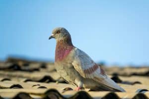 הרחקת יונים מגגות