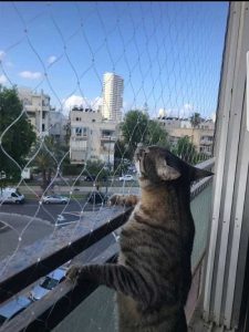 רשת למניעת נפילת חתולים