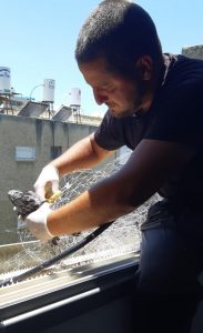 שחרור יונה שנלכדה ברשת