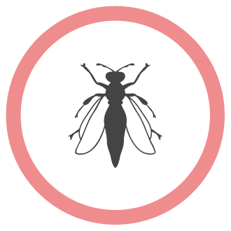 הדברת זבובים איציק הדברות