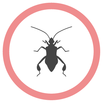 הדברת טרמיטים איציק הדברות