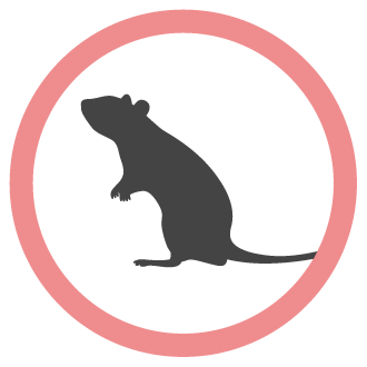 הדברת מכרסמים איציק הדברות