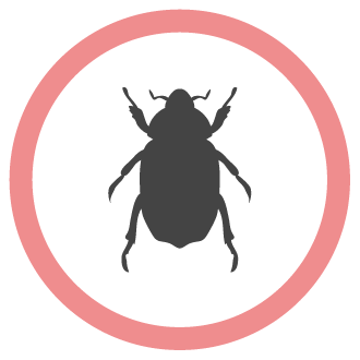 הדברת פרעושים איציק הדברות