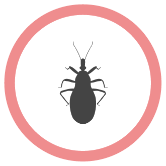 הדברת פשפשים איציק הדברות