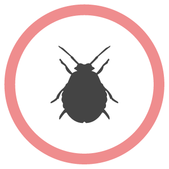 הדברת קרציות איציק הדברות