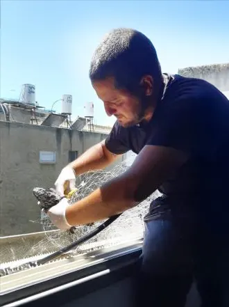 הרחקת יונה שהיית למטרד בחלון