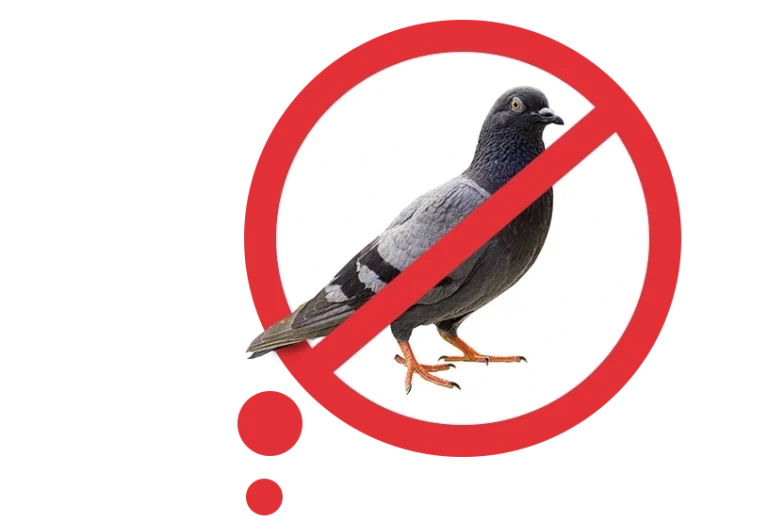 הרחקת-יונים-איציק-הדברות-סילוק-יונים