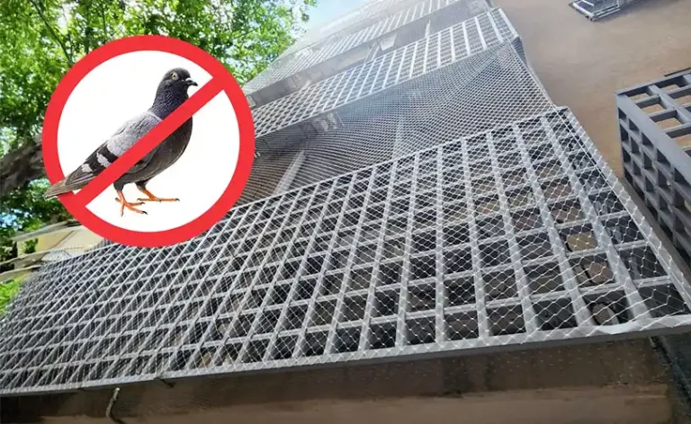 הרחקת יונים איציק הדברות