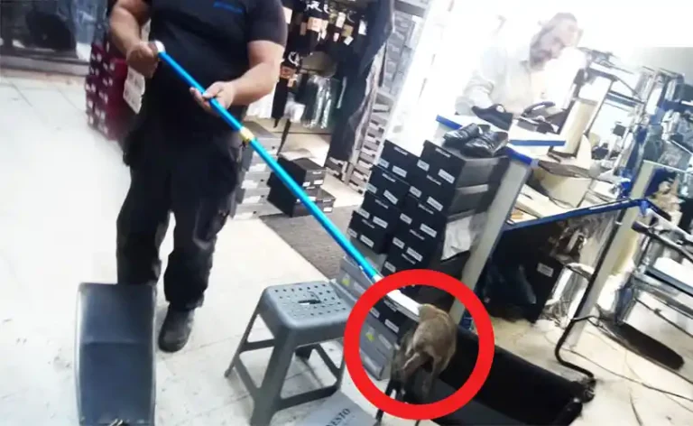 לכידת עכברים