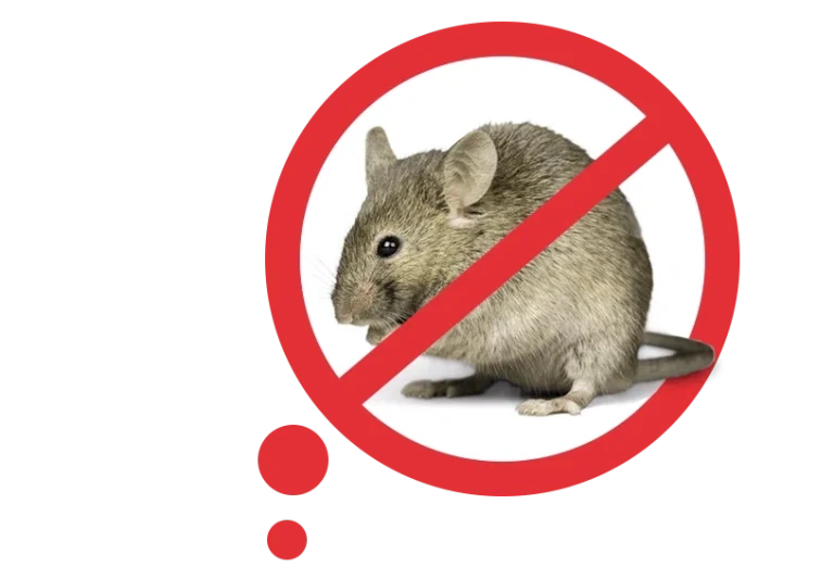 לכידת-עכברים