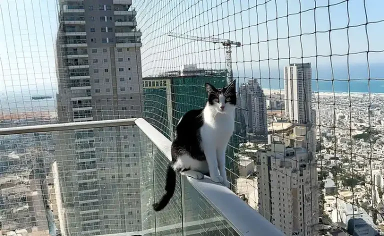 רשת למניעת נפילת חתולים