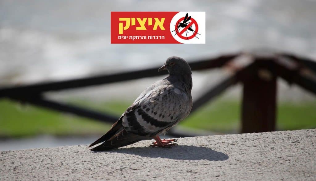 הרחקת יונים