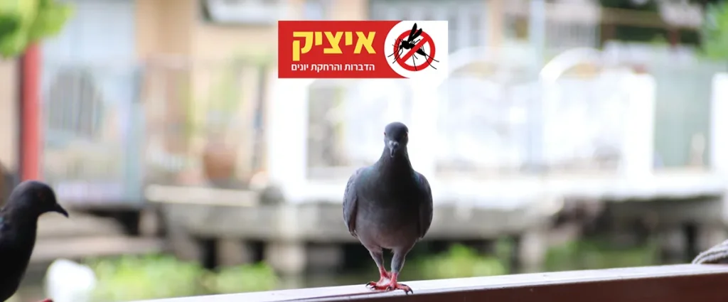 הרחקת יונים מהמרפסת