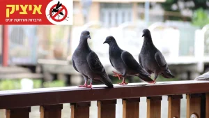 הרחקת יונים מהמרפסת