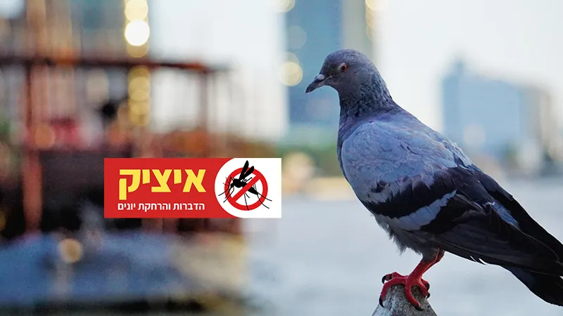 מרחיק יונים