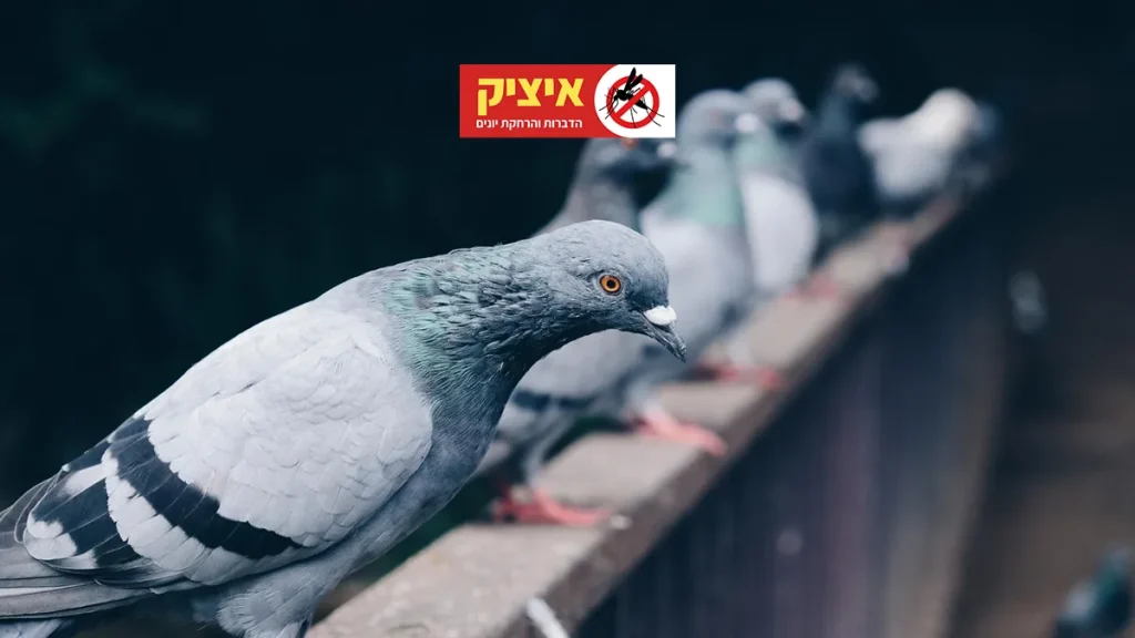 הרחקת יונים אקונומיקה