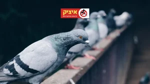 הרחקת יונים אקונומיקה