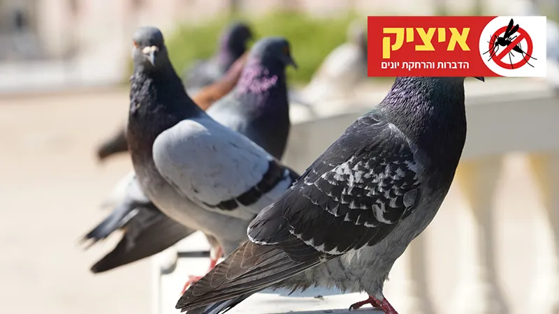 הרחקת יונים אקונומיקה