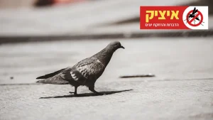 הרחקת יונים לצמיתות