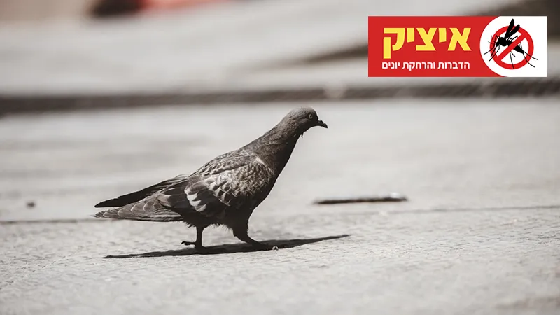 הרחקת יונים לצמיתות