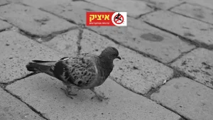 הרחקת יונים לצמיתות