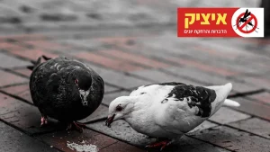 מרחיק יונים בהרצליה מקצועי