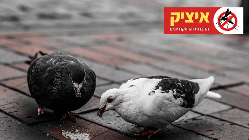 מרחיק יונים בהרצליה מקצועי