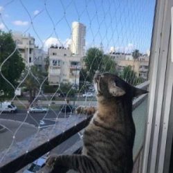 רשת למניעת נפילת חתולים