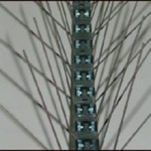 דוקרנים ליונים